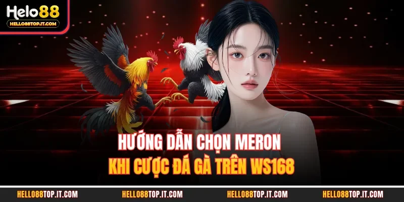 Hướng dẫn chọn Meron khi cược đá gà trên WS168